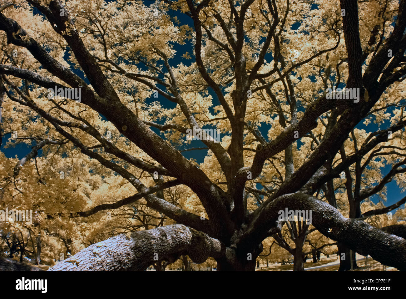 900 years old holm oak tree Central Texas Stock Photo Alamy