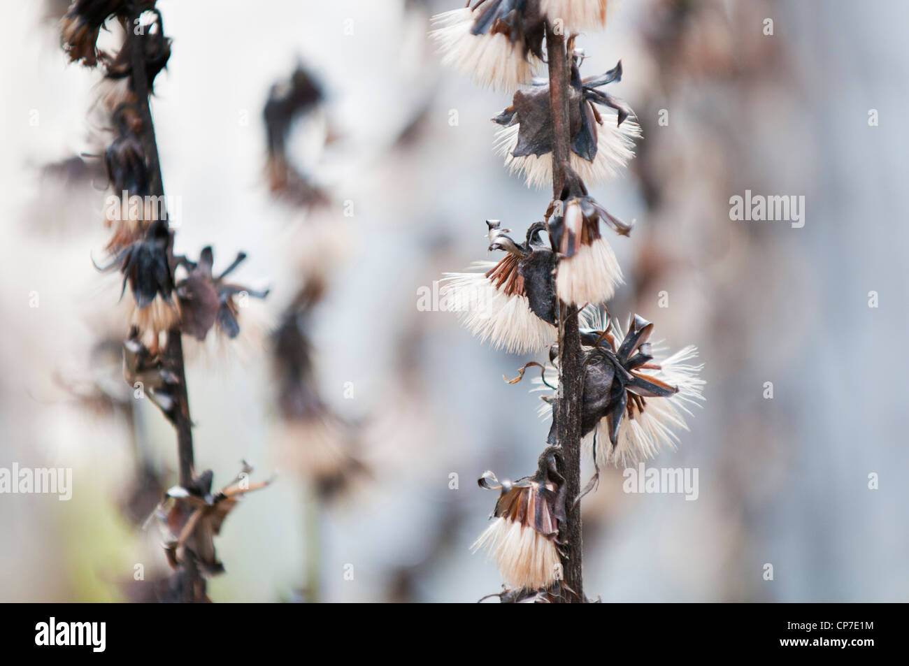 Narrow Spiked Ligularia, Ligularia stenocephala, tall spikes with white feathery seed heads. Stock Photo