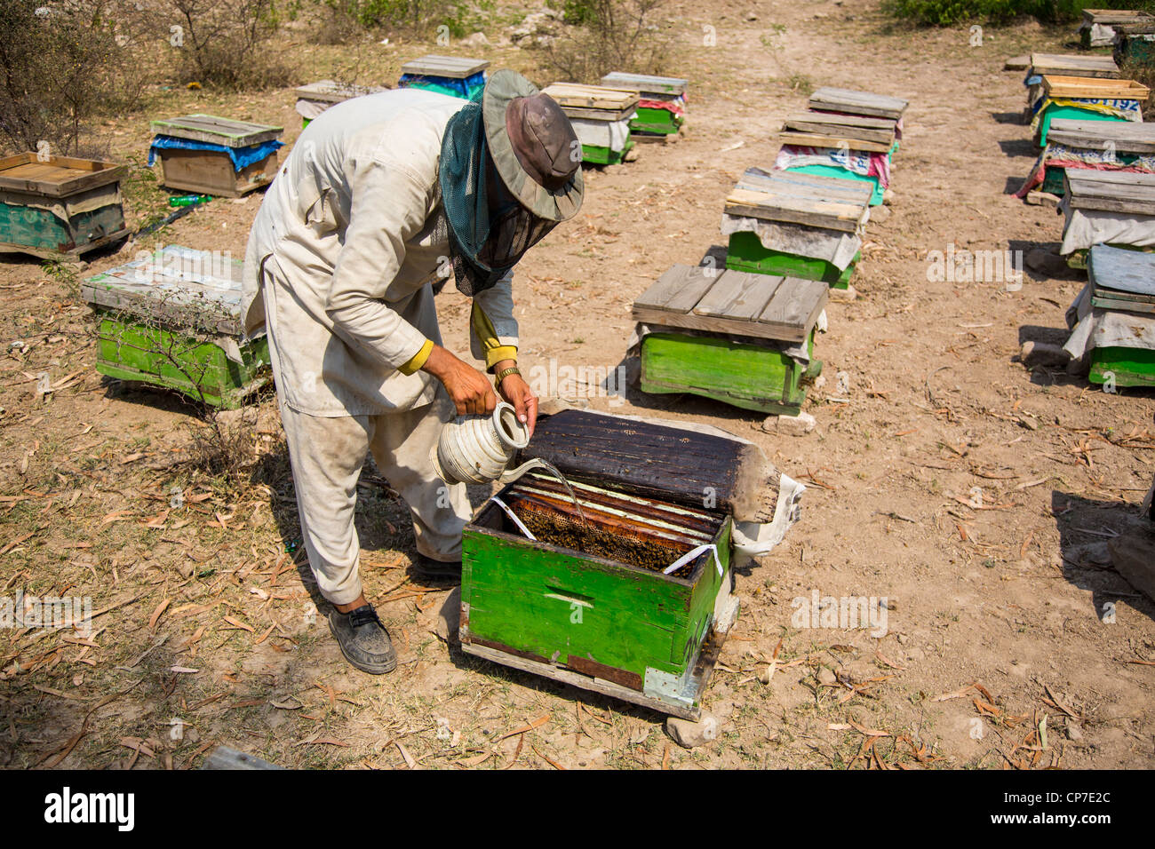 Beekeeper in Punjab Province, Pakistan Stock Photo