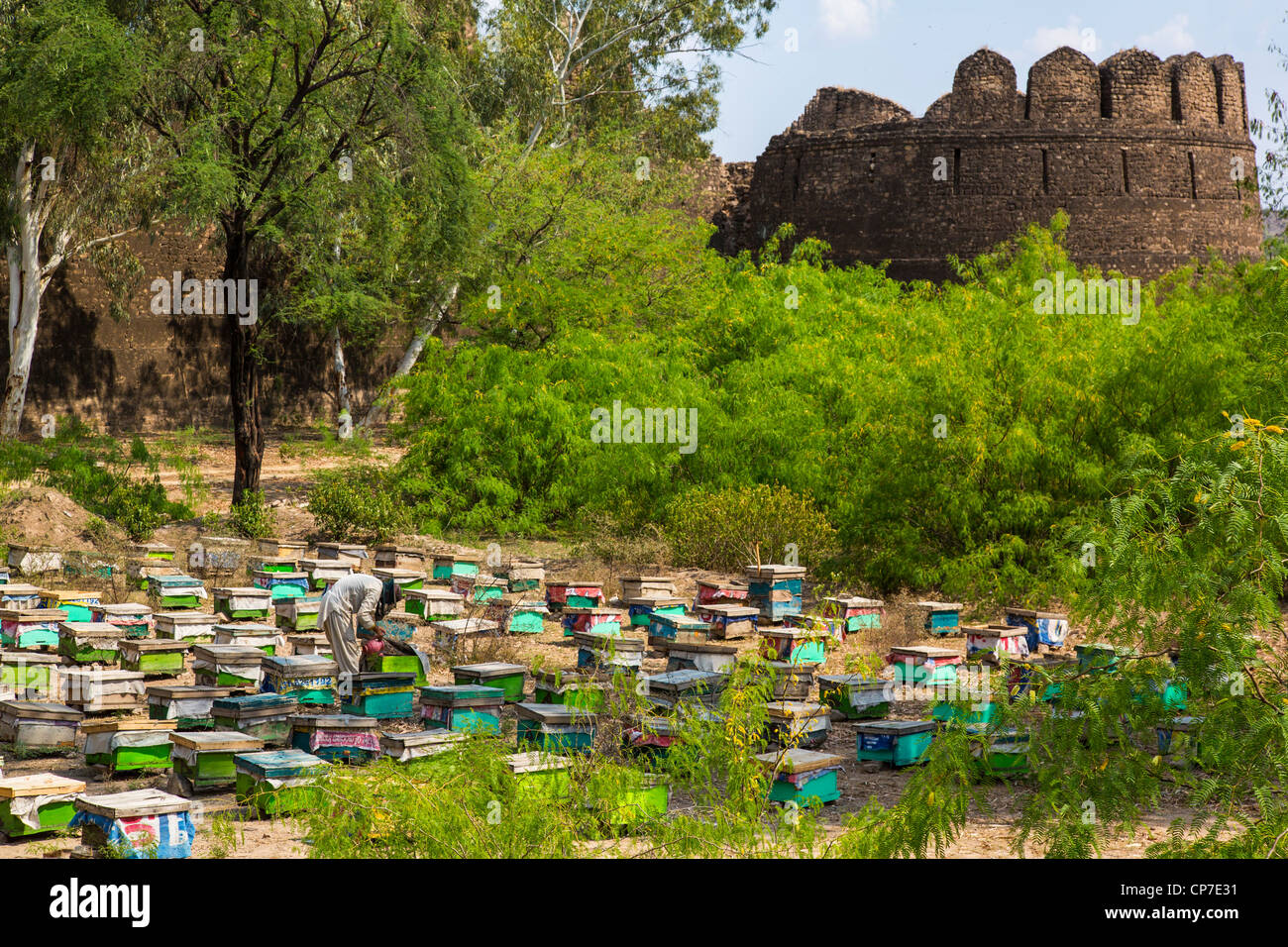 Beekeeping in front of Rhotas Fort, Punjab Province, Pakistan Stock Photo