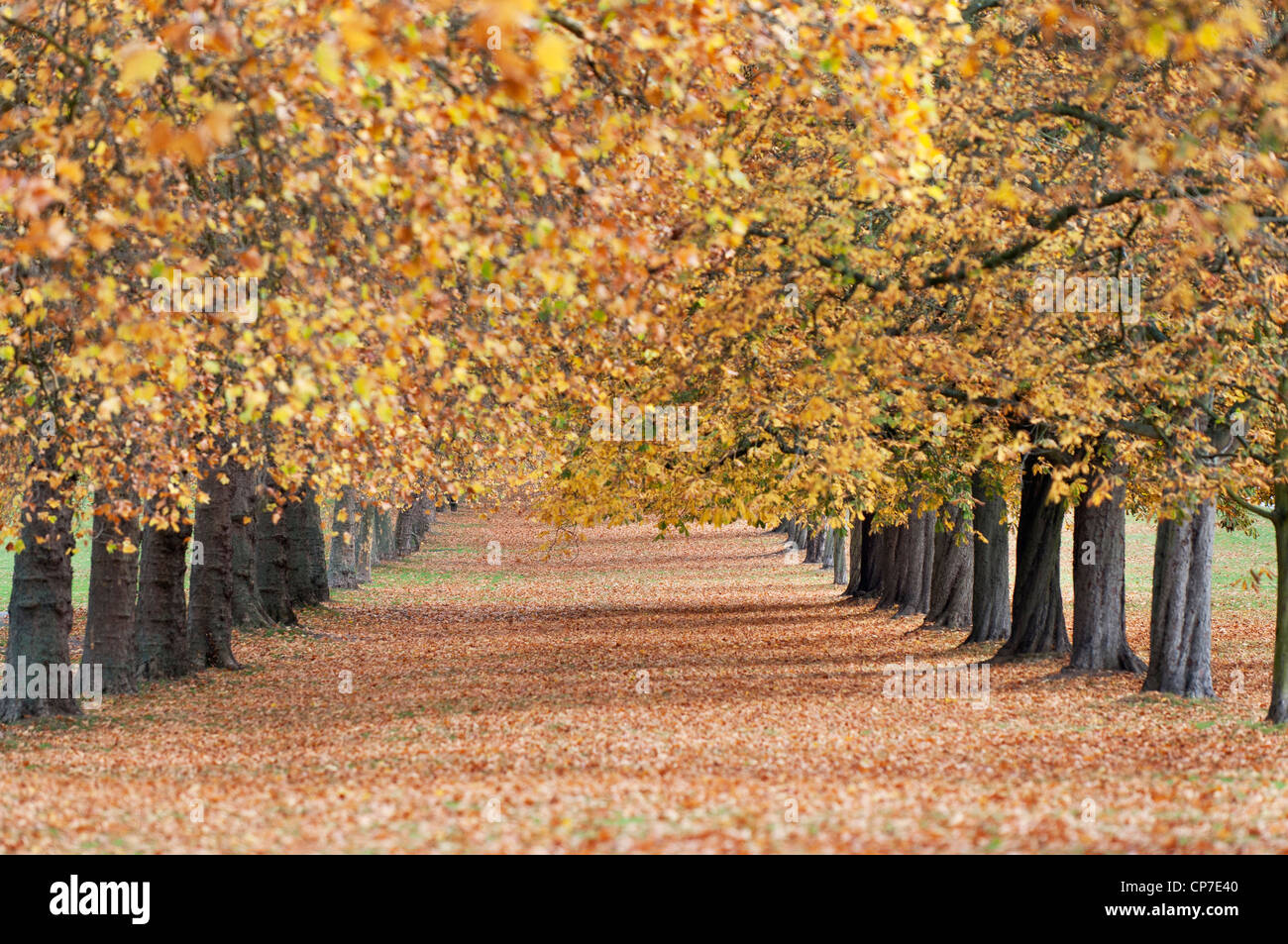 Platanus hispanica, London plane, Yellow. Stock Photo