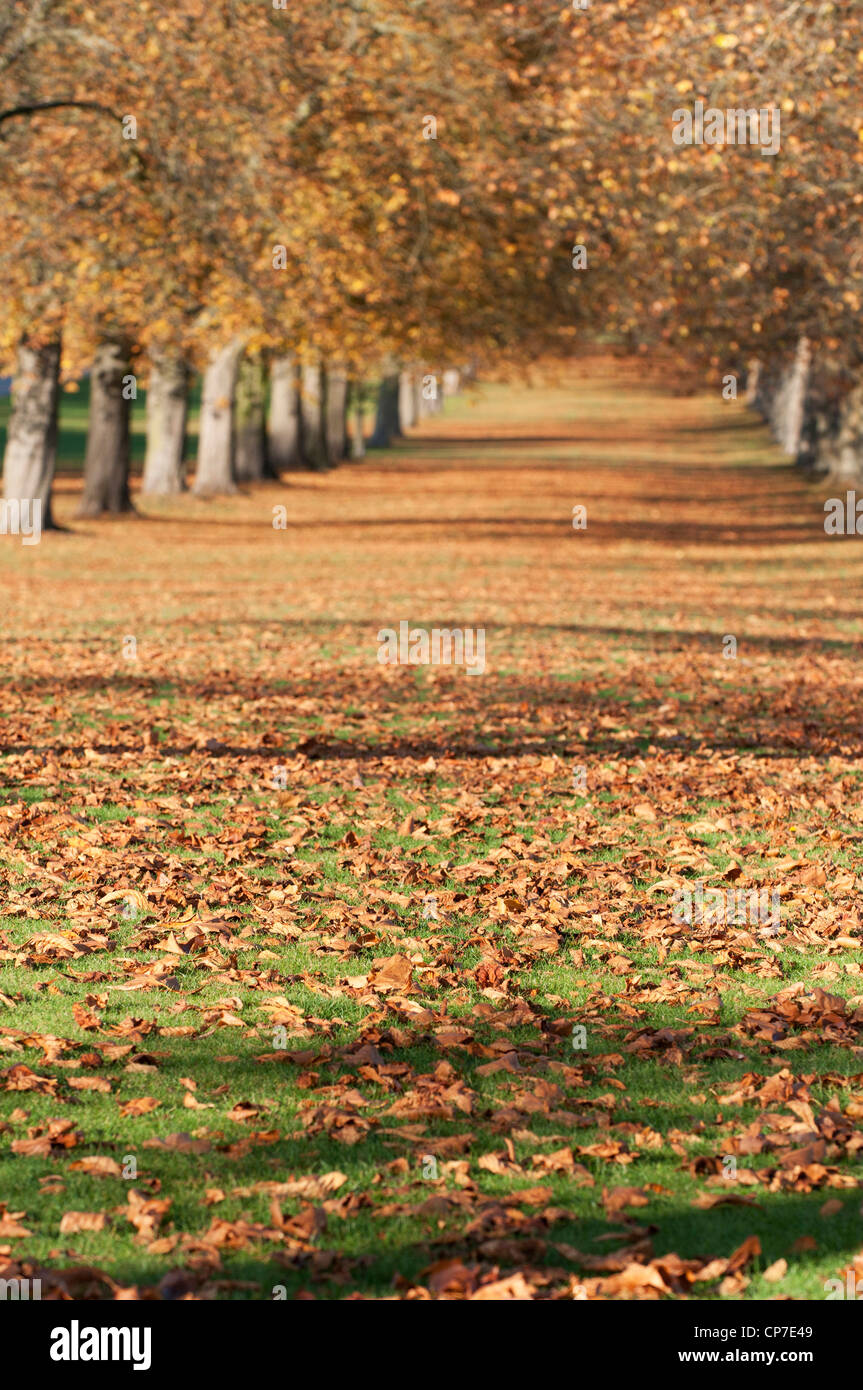 Platanus hispanica, London plane, Yellow. Stock Photo