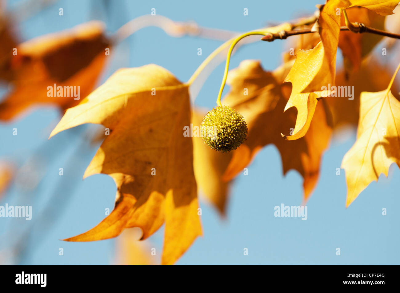 Platanus hispanica, London plane, Orange. Stock Photo