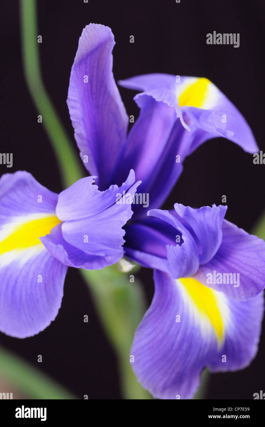Iris cultivar, Iris, Blue, Black. Stock Photo