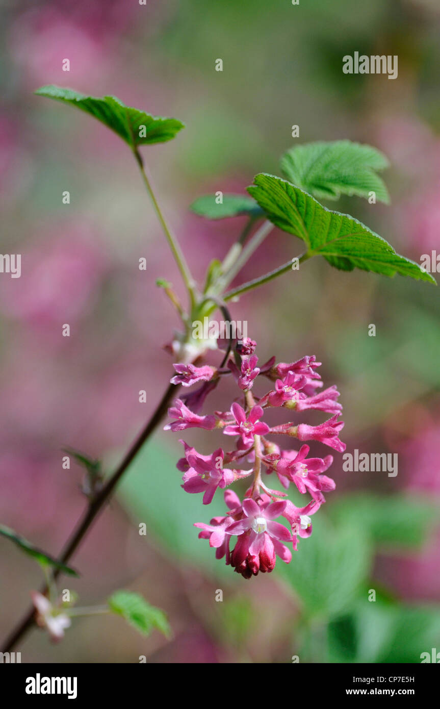 Ribes sanguineum, Flowering currant, Pink. Stock Photo
