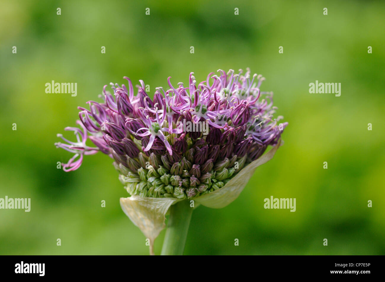 Allium giganteum, Allium, Purple, Green. Stock Photo