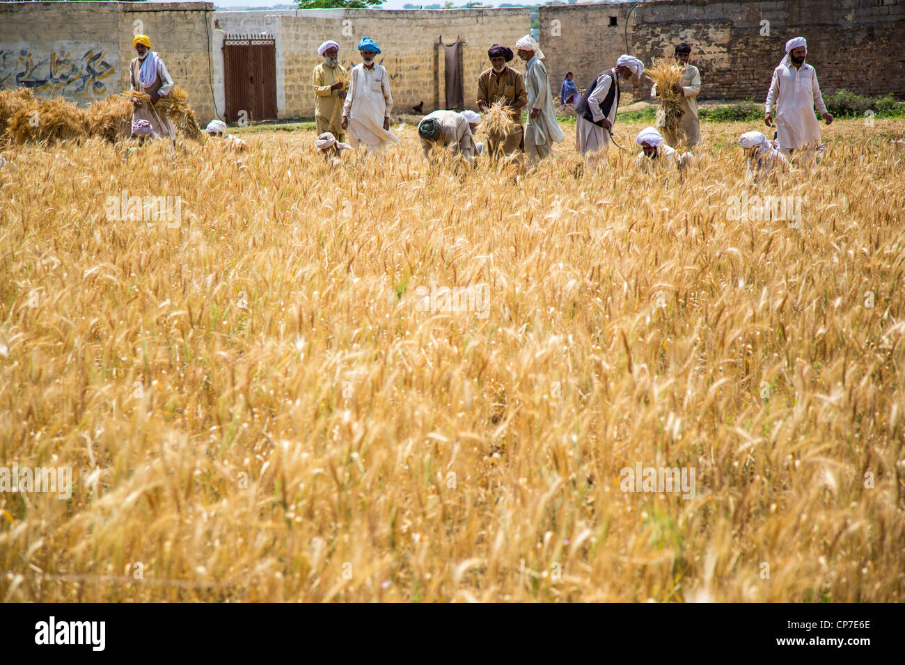 Harvesting grain in Punjab Province, Pakistan Stock Photo