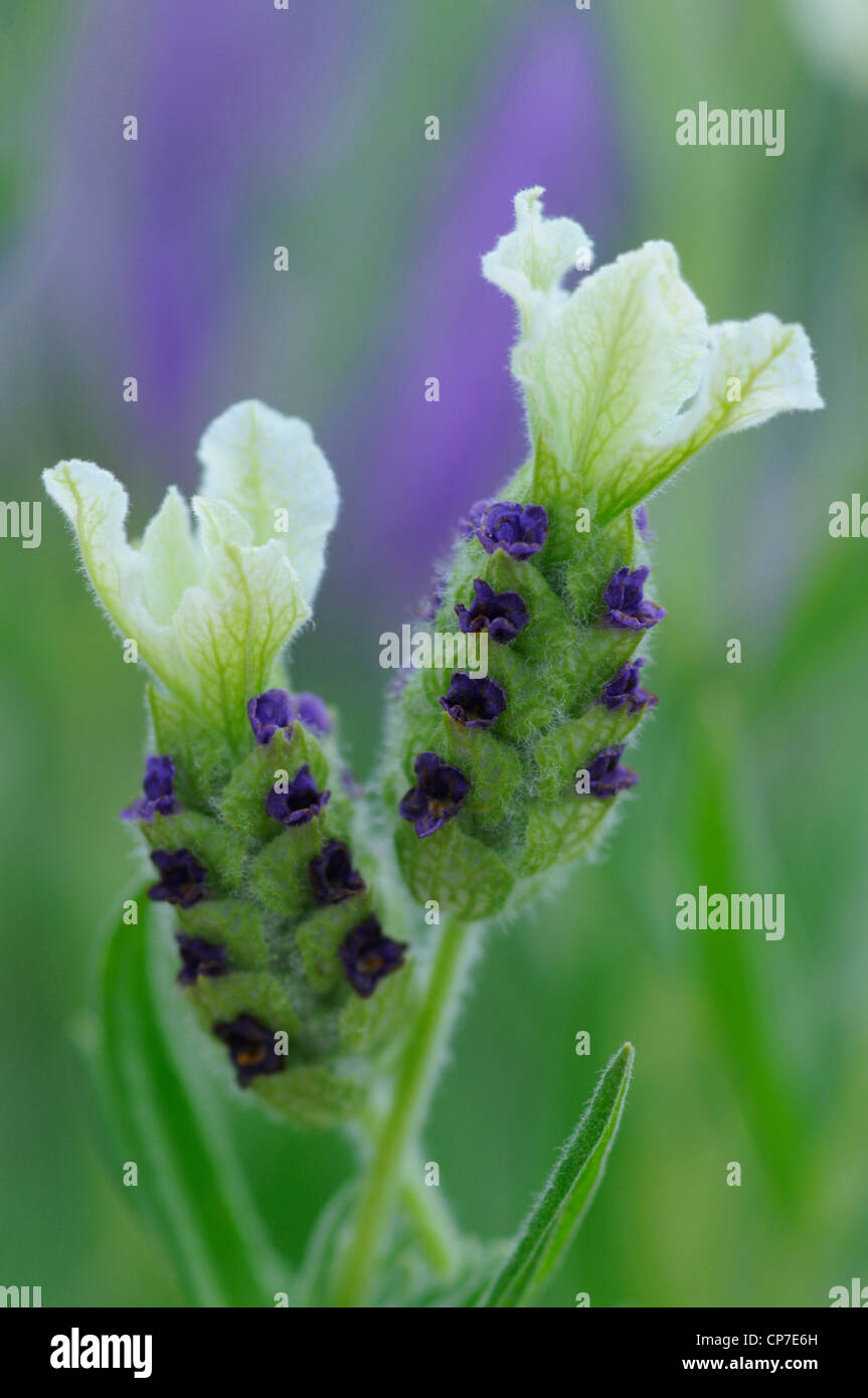 Lavandula stoechas 'Pretty Polly' , Lavender, French lavender, White. Stock Photo