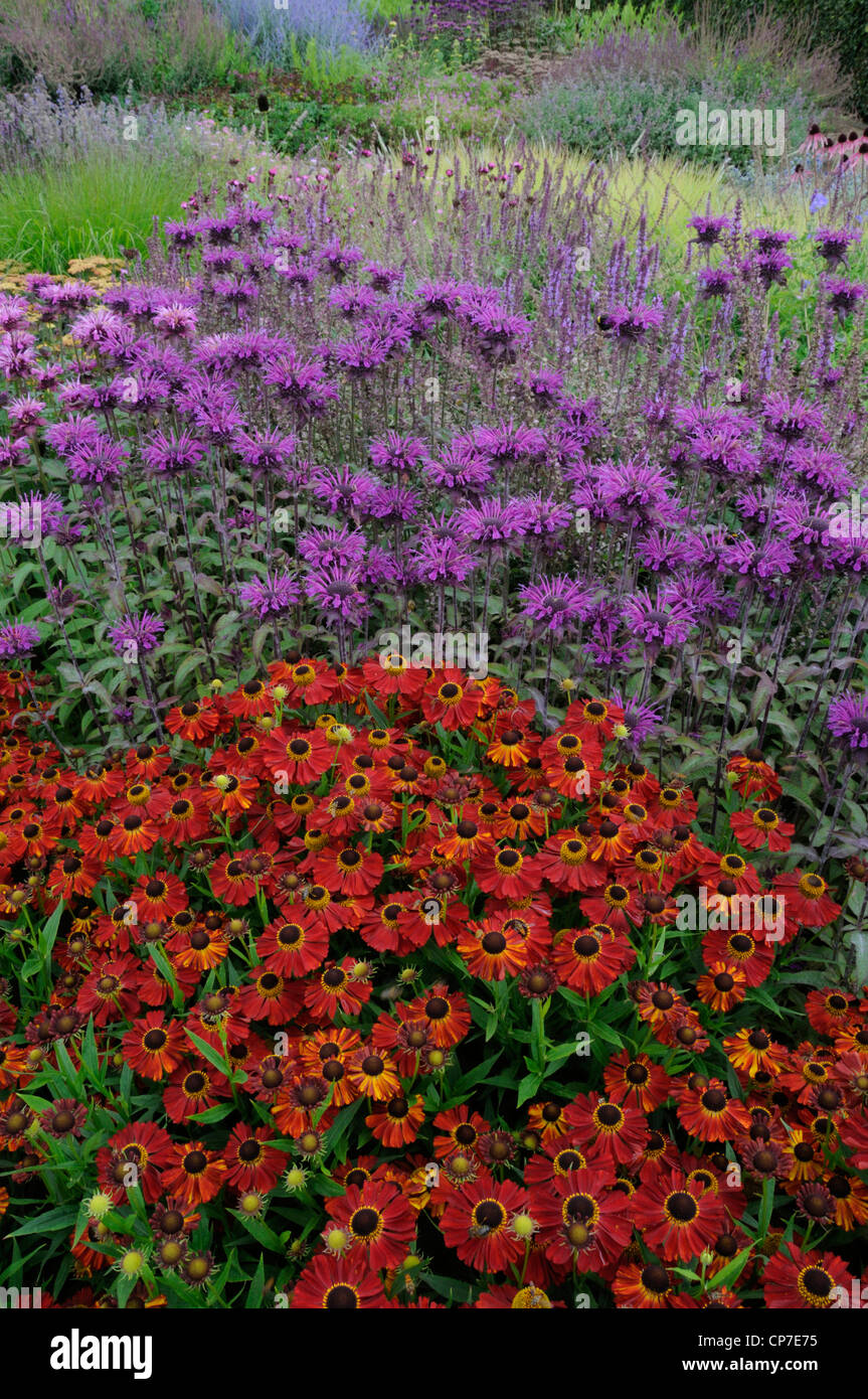 Helenium cultivar, Helen's flower, Sneezeweed, Red. Stock Photo