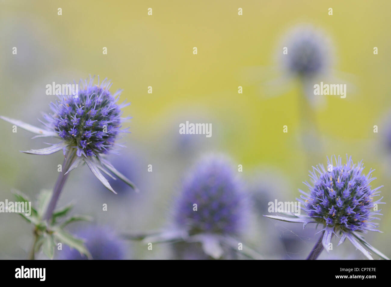 Eryngium tripartitum, Sea holly, Blue Stock Photo Alamy