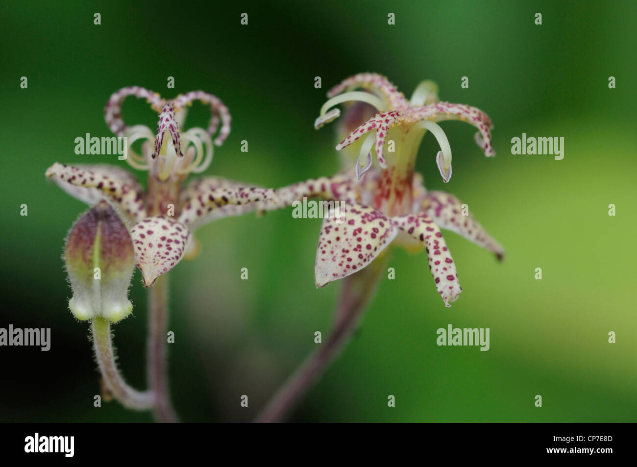 Tricyrtis cultivar, Toad lily, Mixed colours. Stock Photo