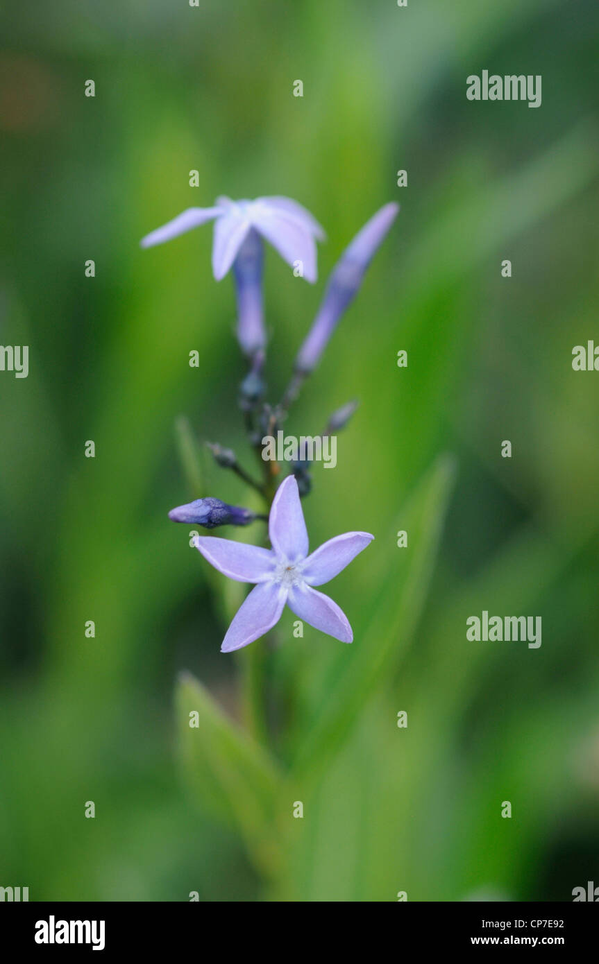 Amsonia orientalis, Eastern blue star, Blue, Green. Stock Photo