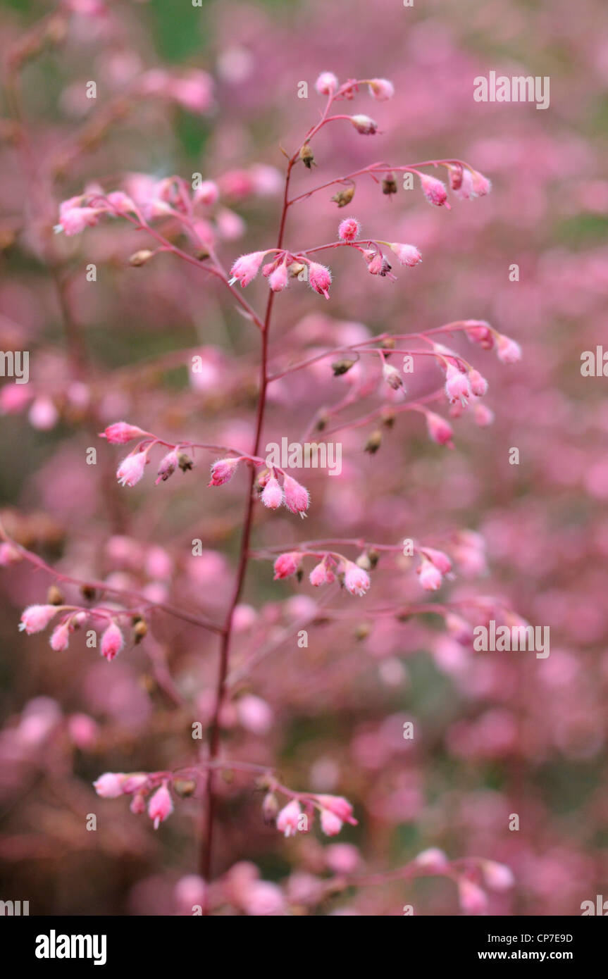 Heuchera cultivar, Coral bells, Coral flower, Pink. Stock Photo