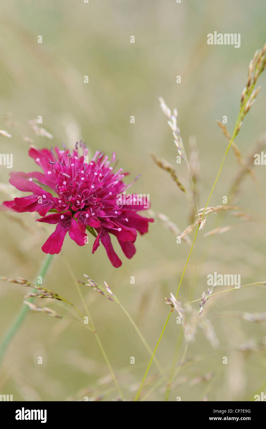 Knautia macedonica, Perennial cornflower, Single pink flower growing amongst grasses. Stock Photo