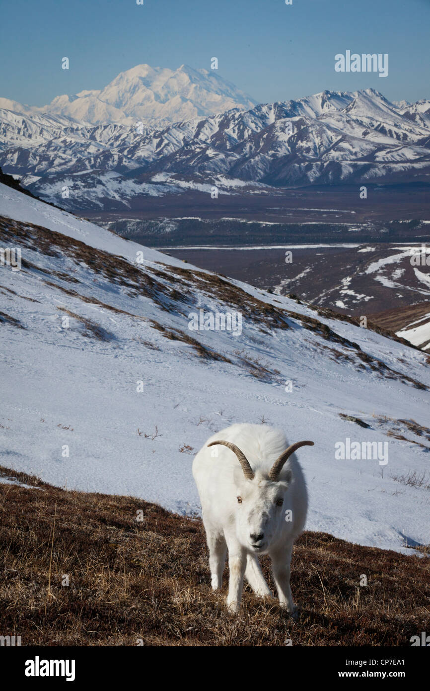 A Dall Sheep ewe stands on a hillside with leftover snow & Mt. McKinley in the background, Denali National Park, Alaska Stock Photo