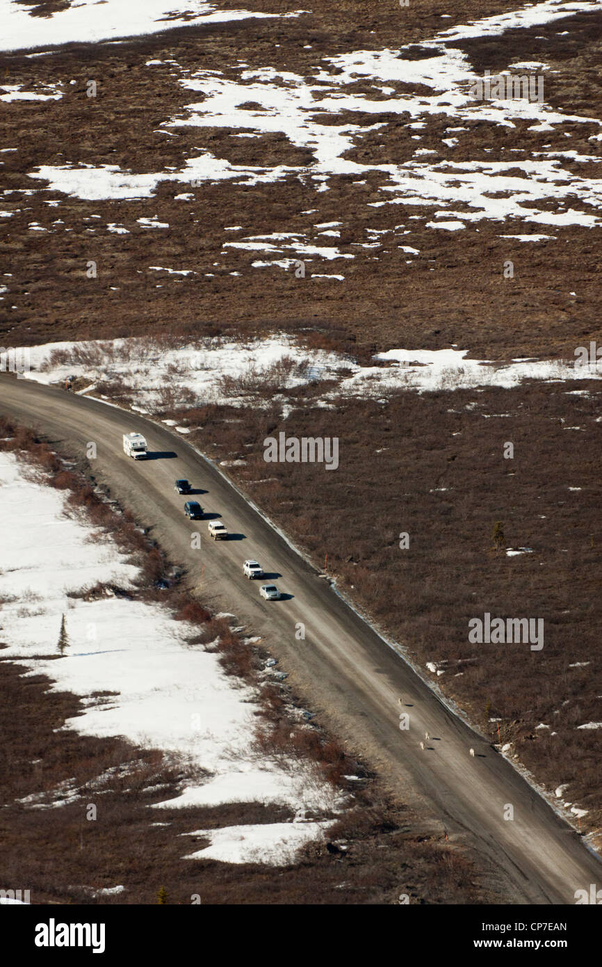 Vehicles follow a pack of four wolves down the gravel road in Denali National Park & Preserve, Interior Alaska, Spring Stock Photo