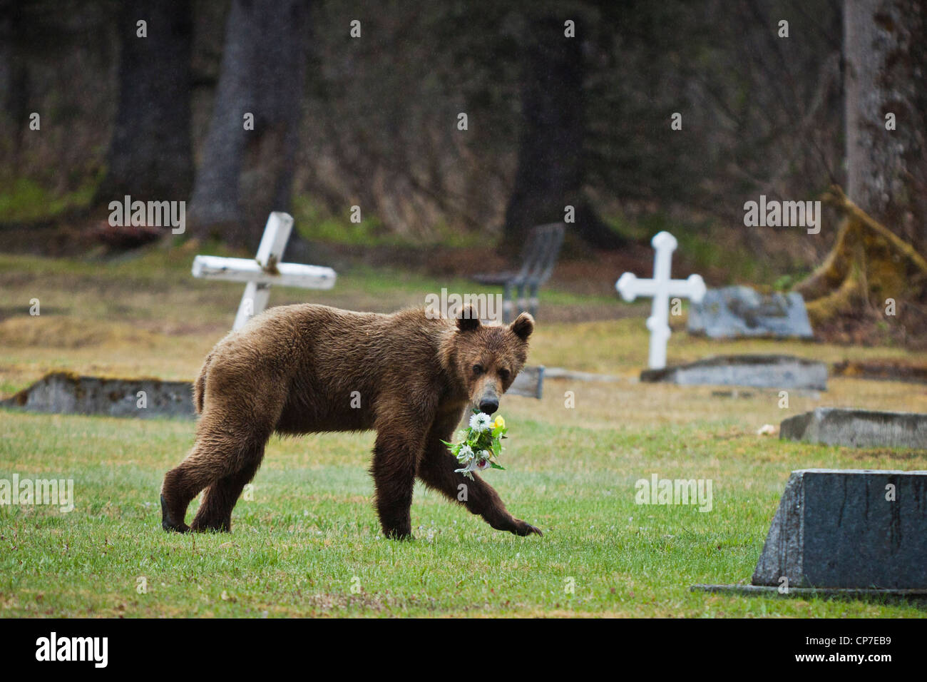 Juvenile Brown bear stealing flowers from a cemetery near Valdez, Southcentral Alaska, Spring Stock Photo