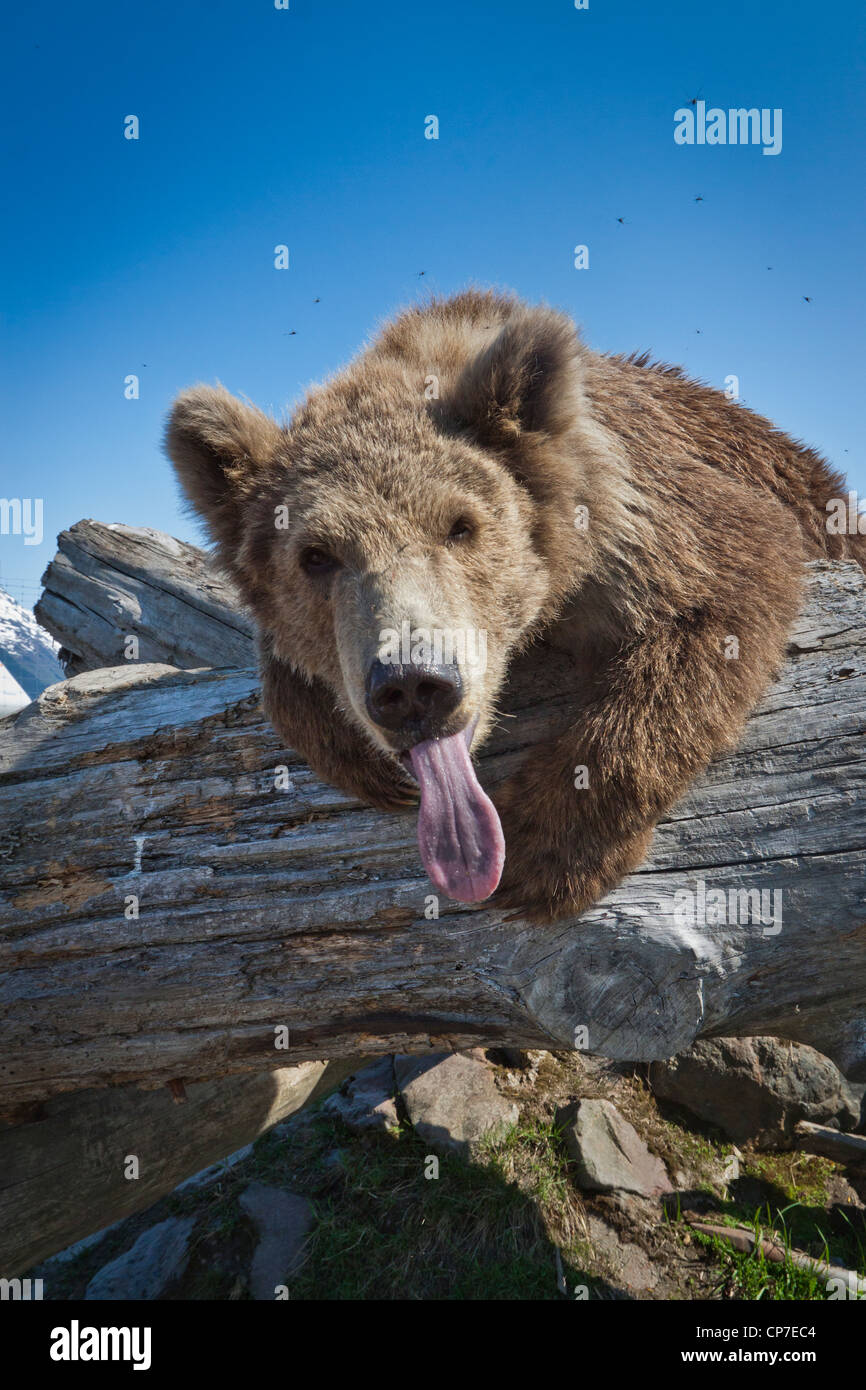 CAPTIVE: Female Kodiak Brown bear leans across a log with her tongue sticking out, Alaska Wildlife Conservation Center, Alaska Stock Photo