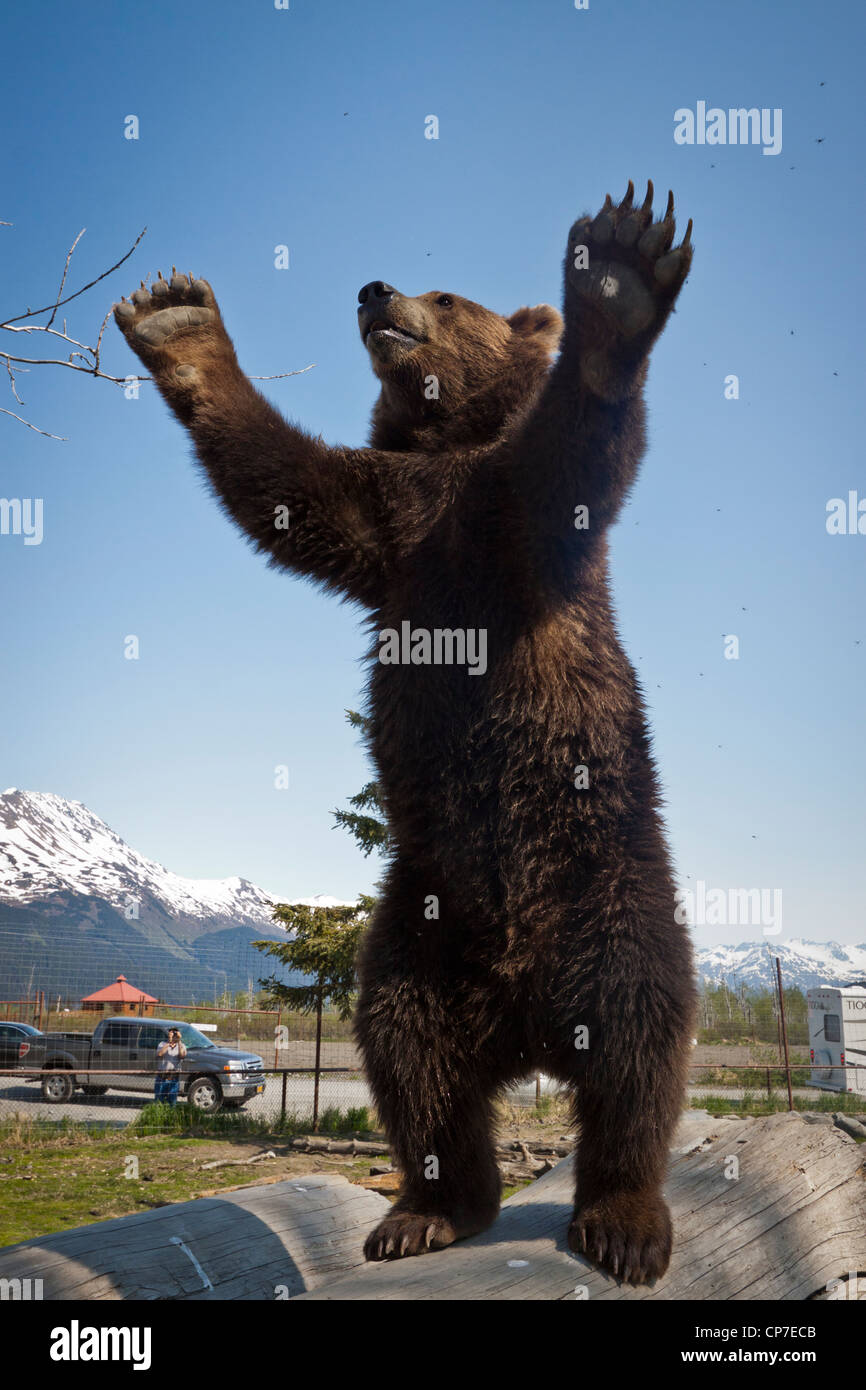 CAPTIVE: Male Brown bear stands on hind feet on a log with his arms raised, Alaska Wildlife Conservation Center, Alaska, Spring Stock Photo
