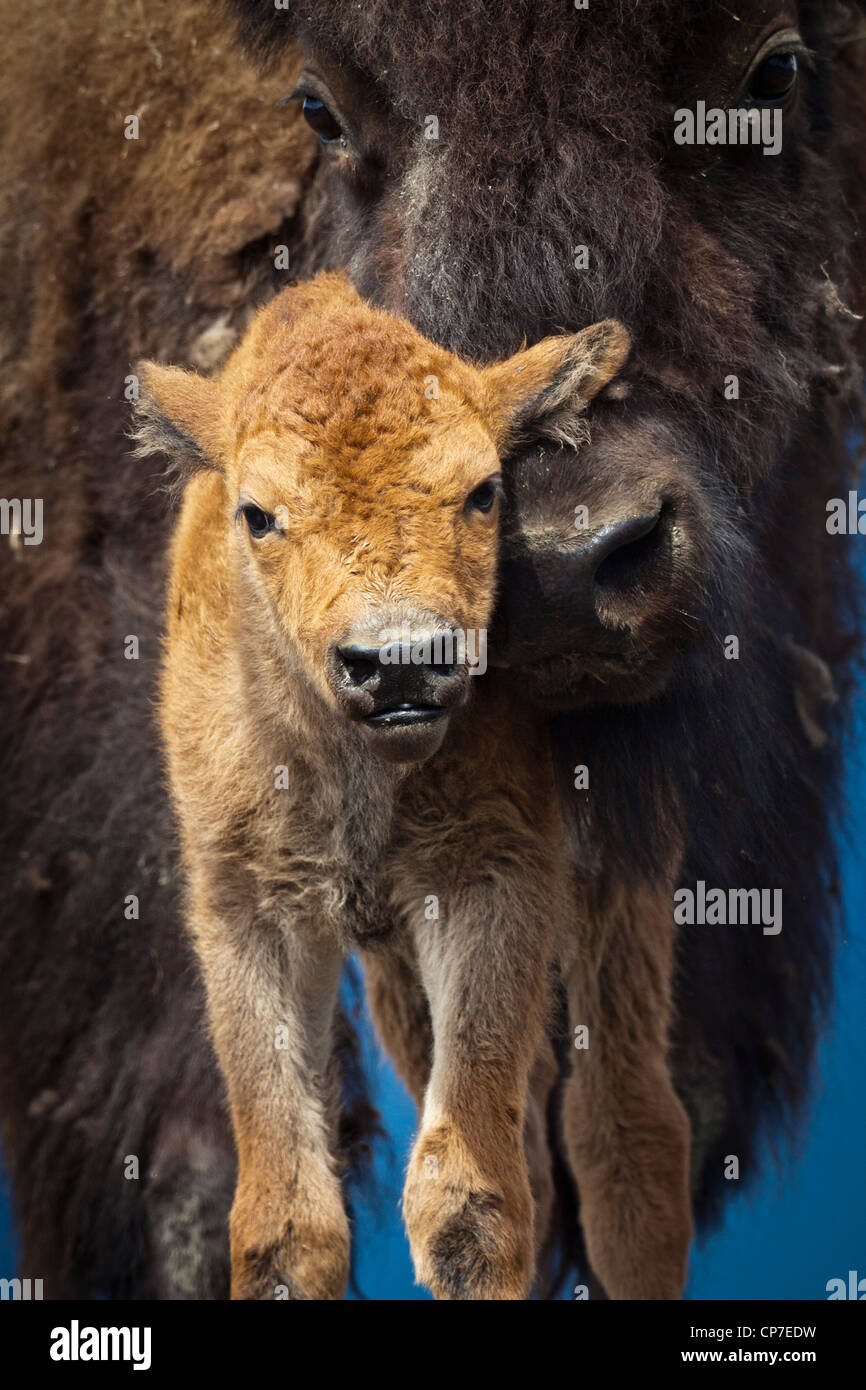 CAPTIVE: Close up of a newborn Wood Bison calf and mother, Alaska Wildlife Conservatiion Center, Southcentral Alaska, Summer Stock Photo