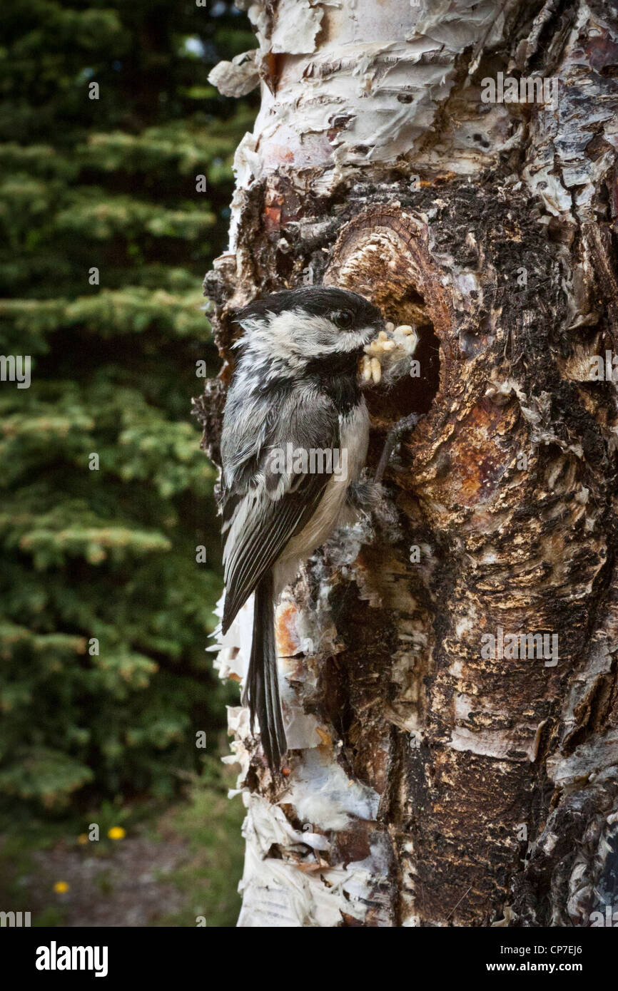 A Black-capped Chickadee brings food to its young in a hole in a Birch tree near Northwood Park in Anchorage, Alaska Stock Photo