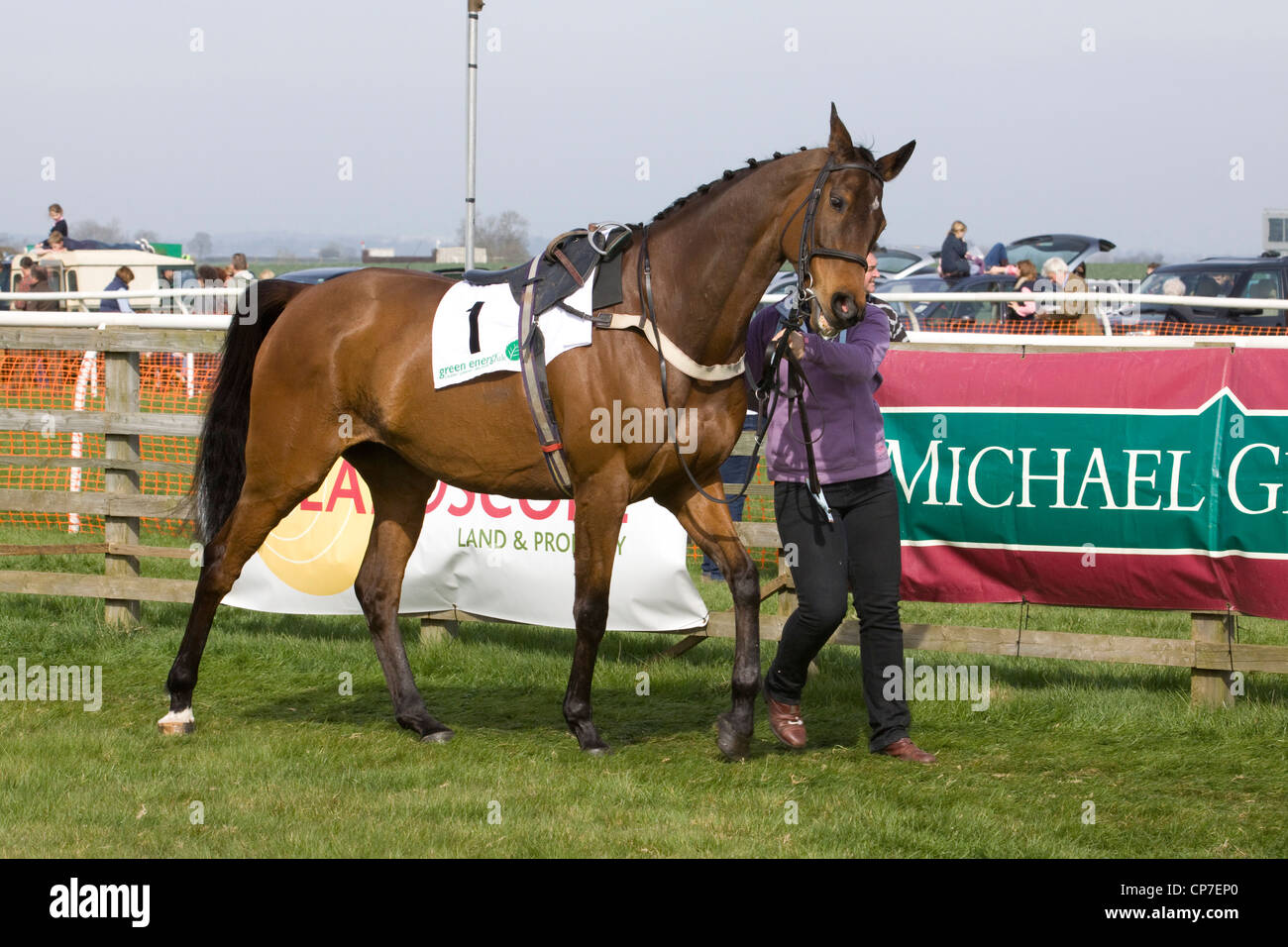 A  Thoroughbred horse Equus ferus caballus in the collecting ring being lead around Stock Photo