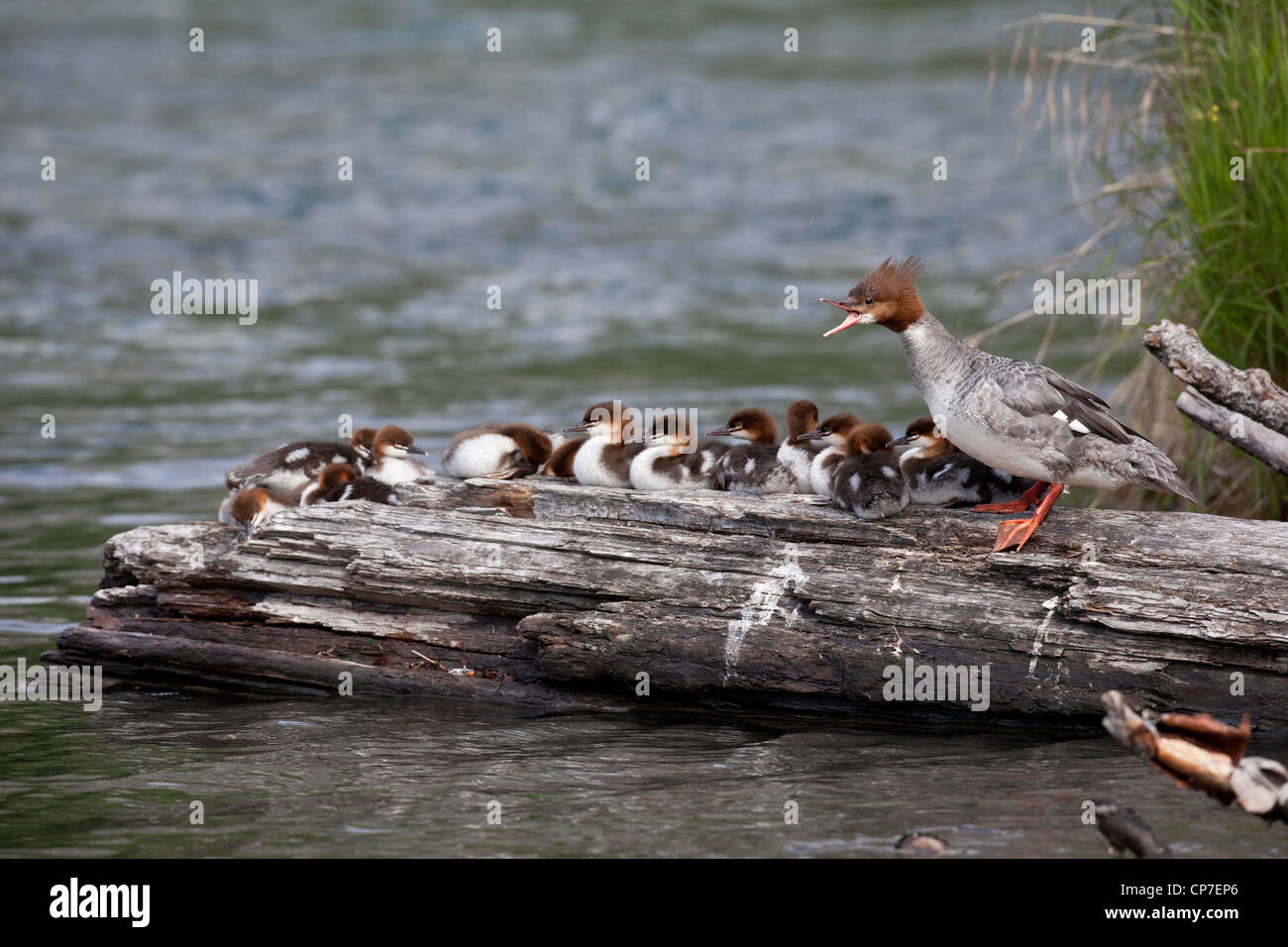 A large brood of Common Merganser ducklings rest on a log, Cooper Landing, Southcentral Alaska, Summer Stock Photo