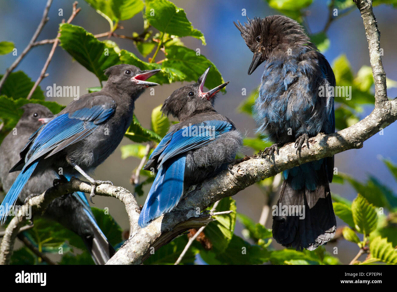 Steller's Jay feeds a pair of open-mouthed chicks near Valdez, Southcentral Alaska, Summer Stock Photo