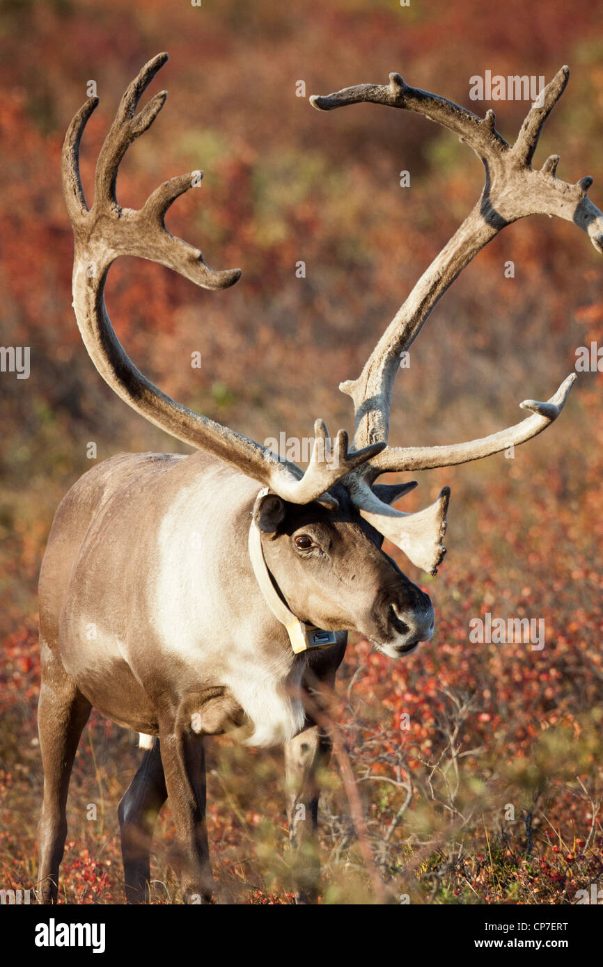 A collared bull caribou with its antlers still in velvet walks thru the