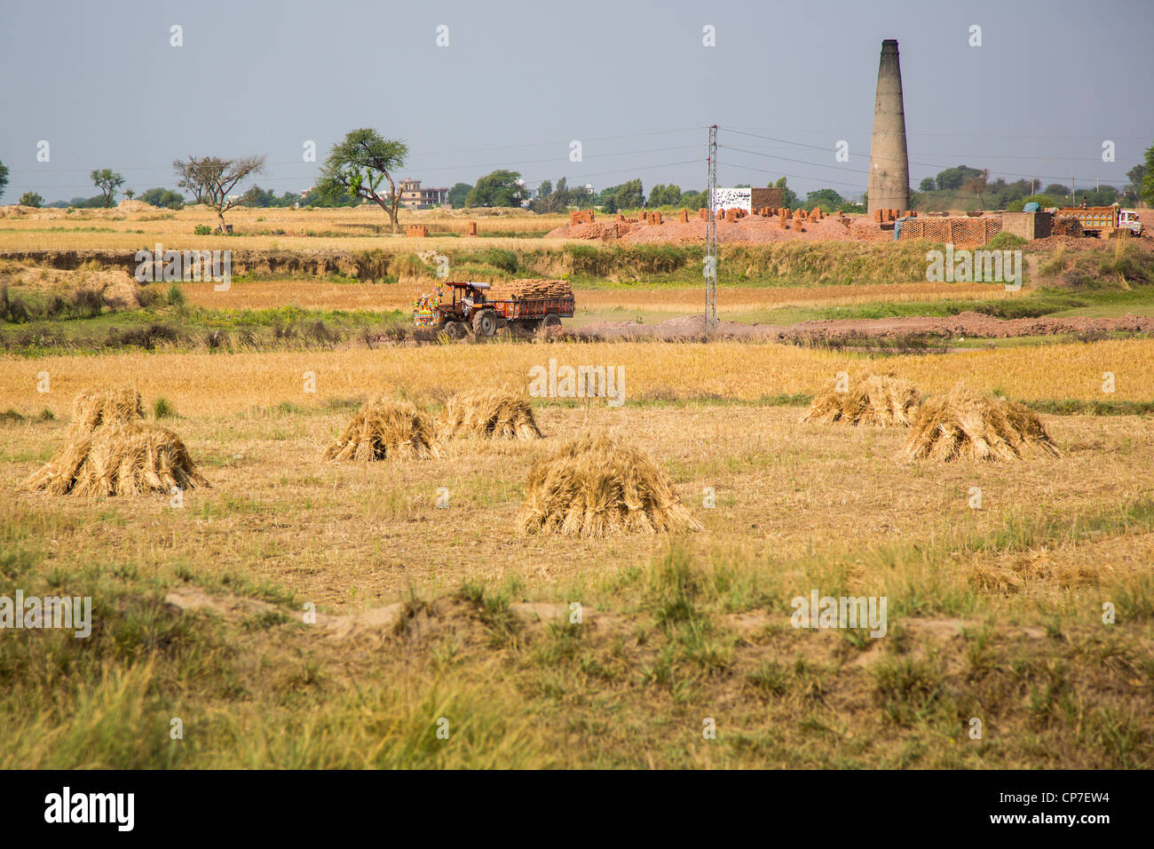 Wheat fields in rural Punjab Province, Pakistan Stock Photo