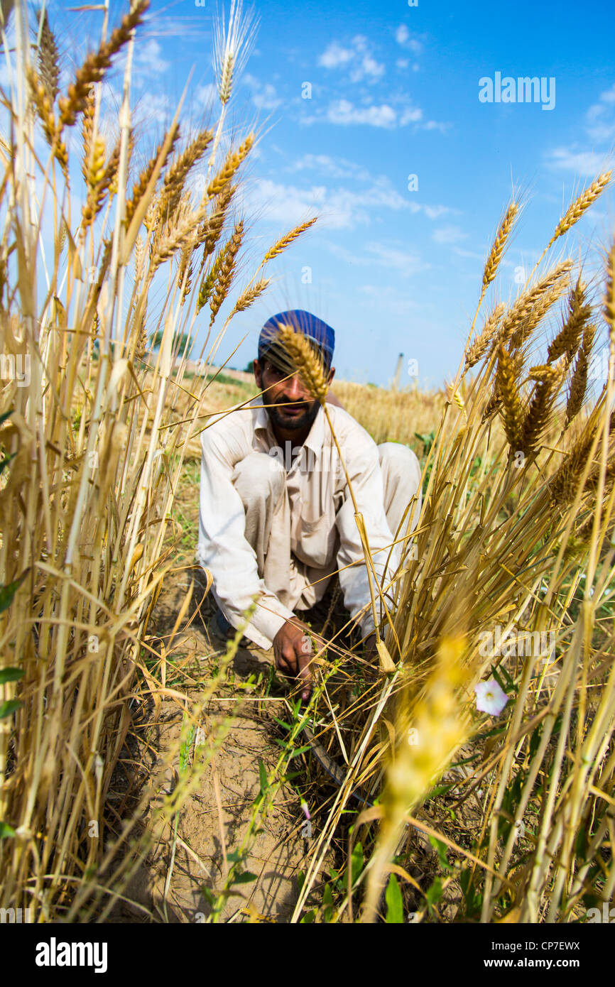 Harvesting grain in Punjab Province, Pakistan Stock Photo