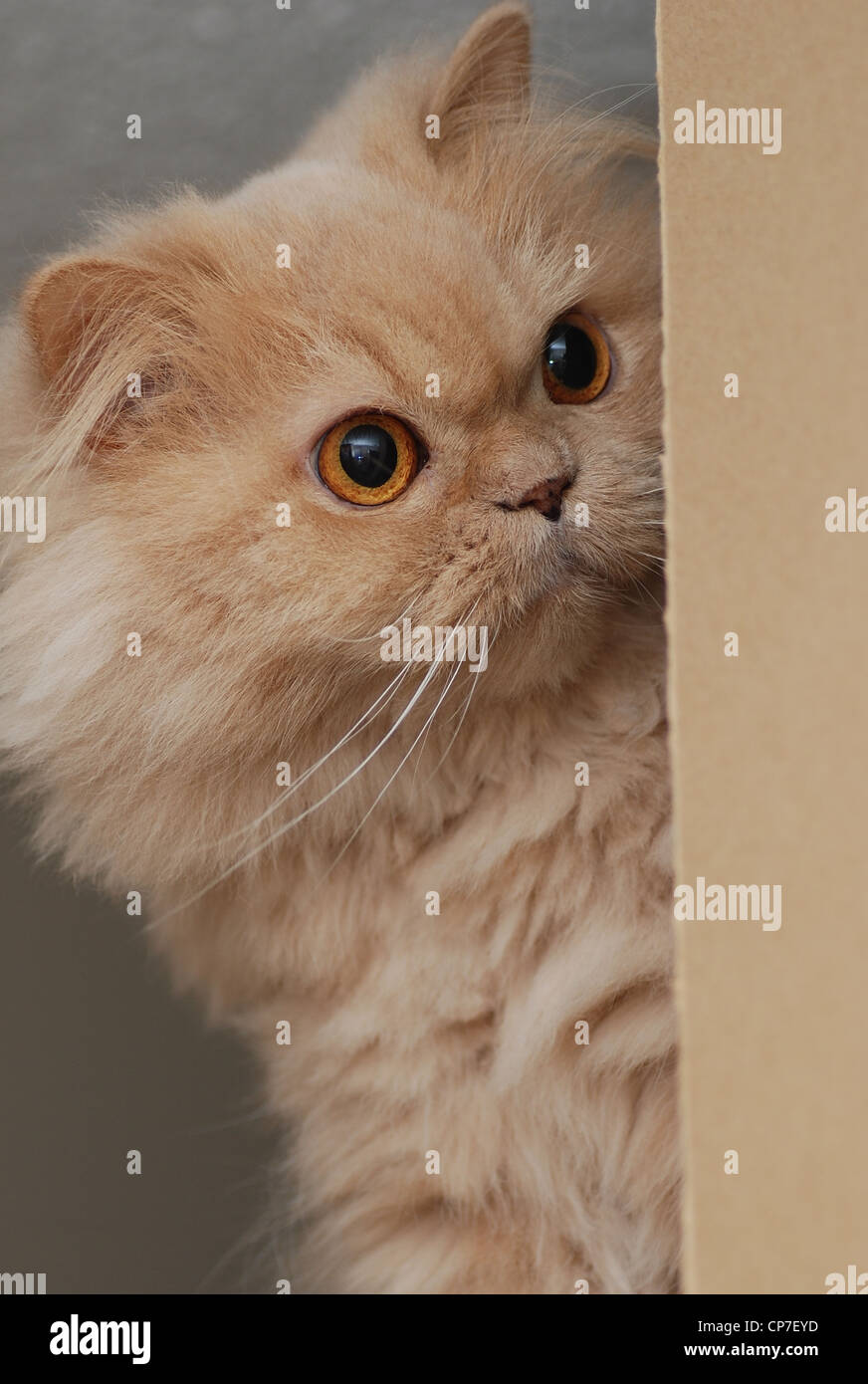 Persian cat playing hide and seek Stock Photo Alamy