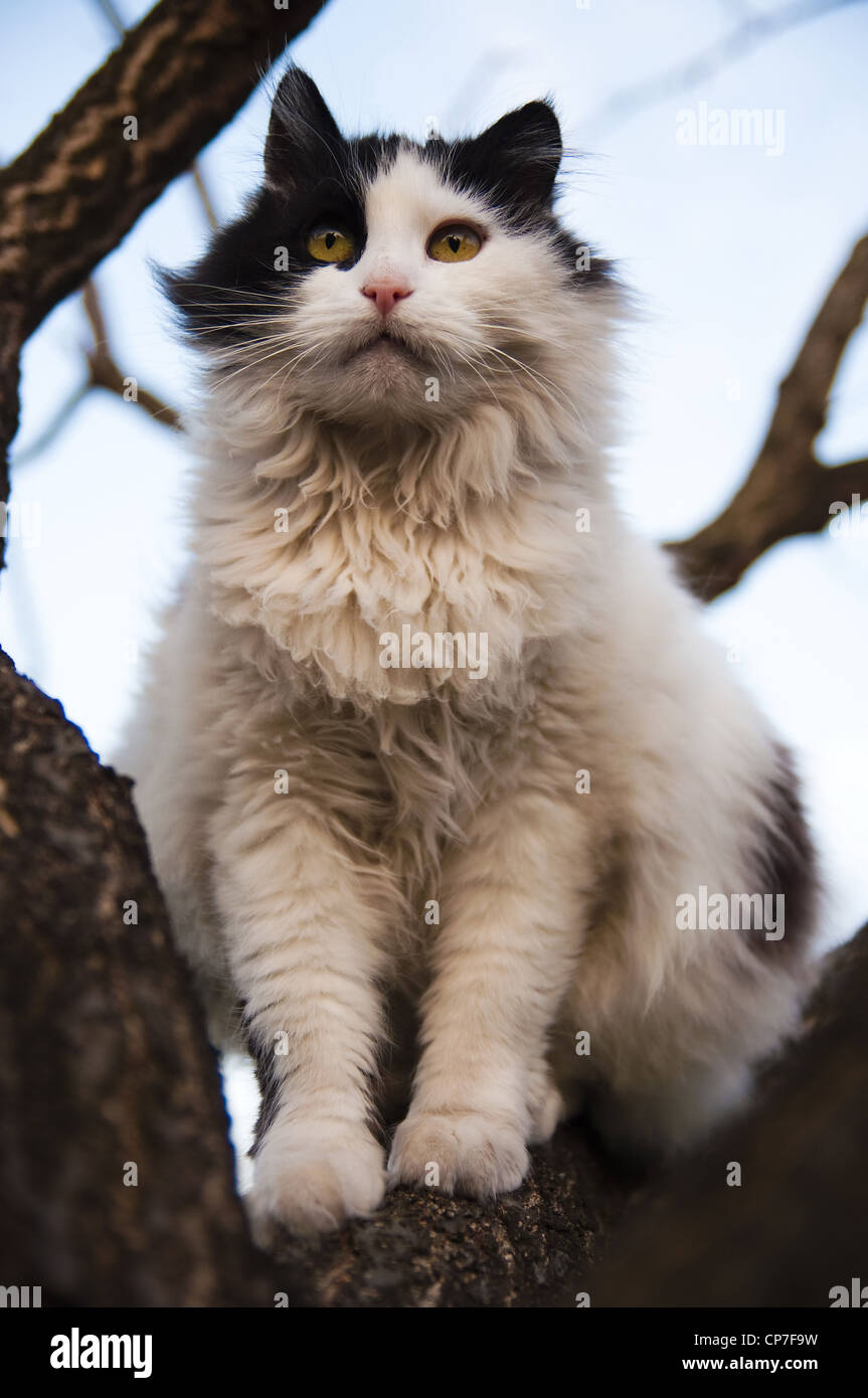 black and white cat in a tree Stock Photo