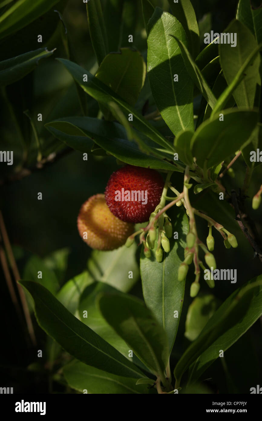 Cane fruit hires stock photography and images Alamy