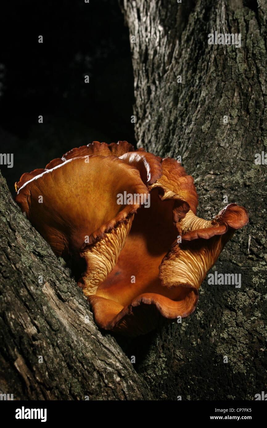 Picture: Steve Race - Fungi growing in the fork of an ancient olive tree, Catalunya, Spain. Stock Photo