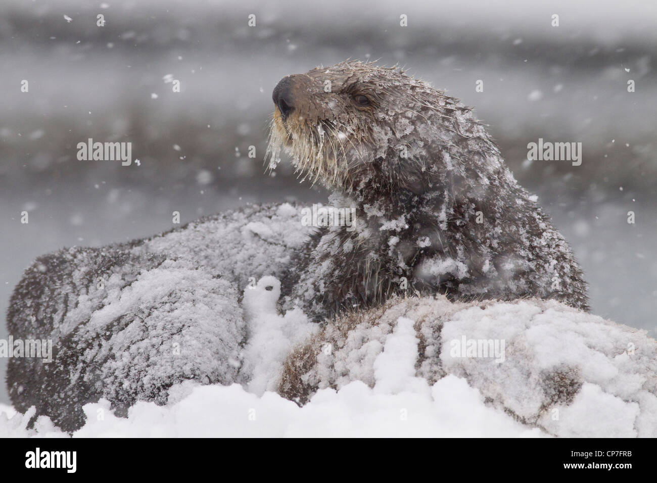 Snowcovered sea otter mother with young pup during a blizzard in Prince William Sound, Southcentral Alaska, Winter Stock Photo