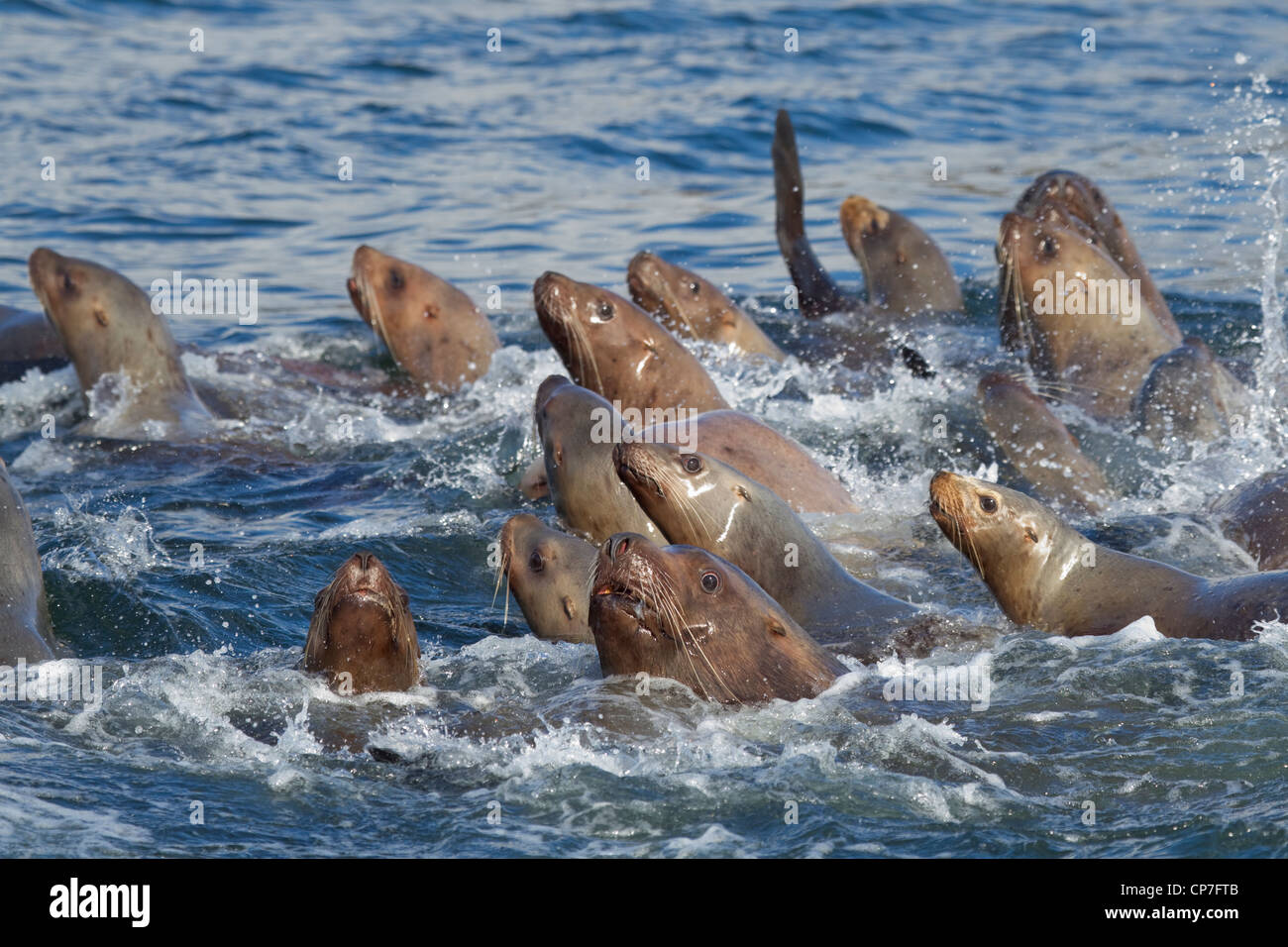 Steller sea lion herd swimming in a tight group, Prince William Sound, Southcentral Alaska, winter Stock Photo