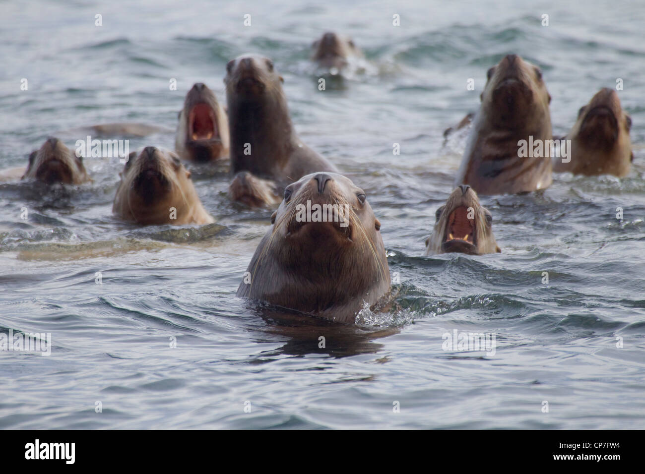 Steller sea lion herd swimming with heads above water, Prince William Sound, Southcentral Alaska, winter Stock Photo