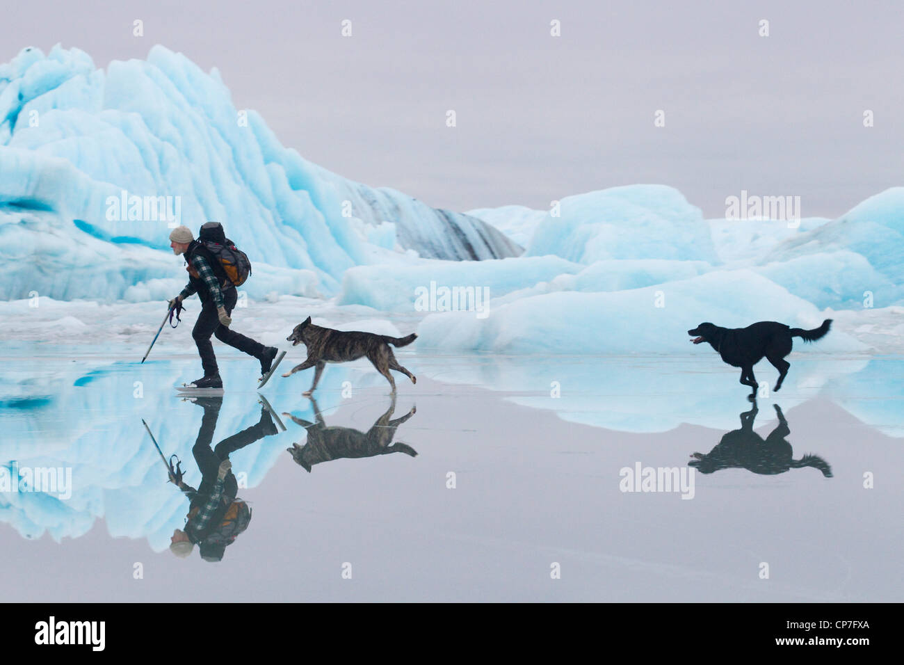 Man ice skating at Sheridan Glacier with two dogs with ice and icebergs