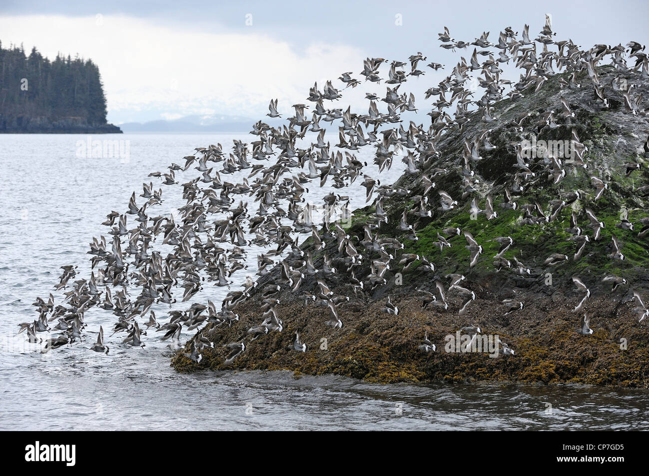 Flying Off From Coastline High Resolution Stock Photography and Images