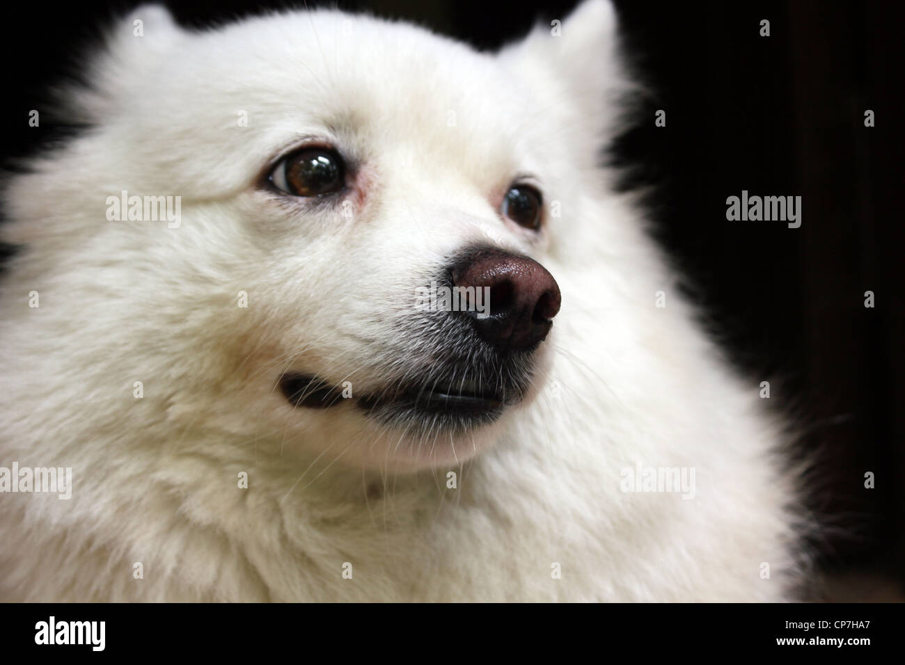 Close up of a white Pomeranian Stock Photo