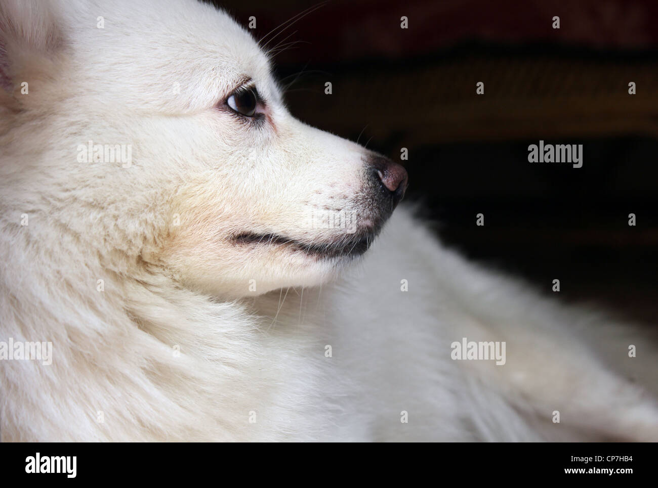 Close up of a white Pomeranian Stock Photo