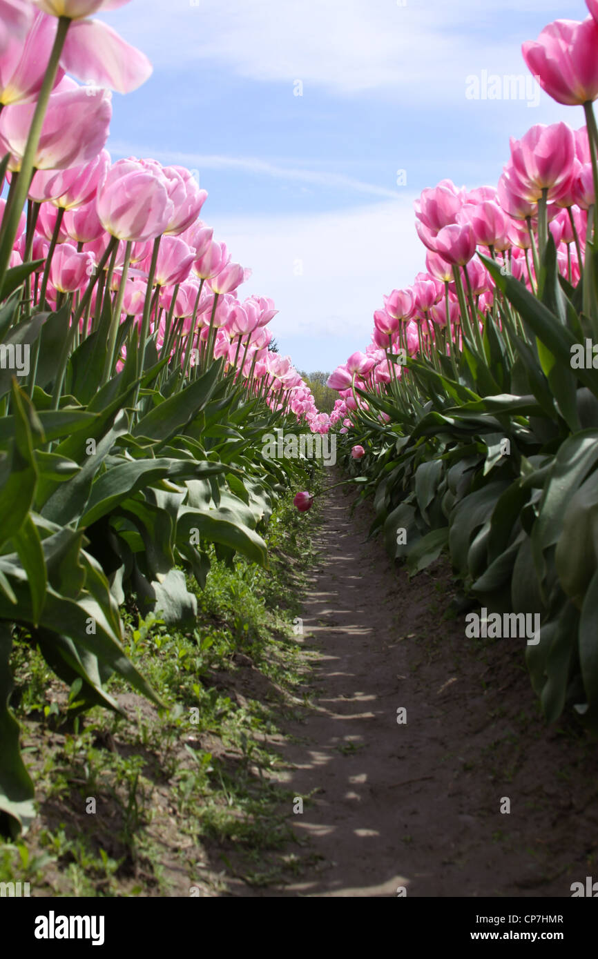 Tulips in bloom Stock Photo