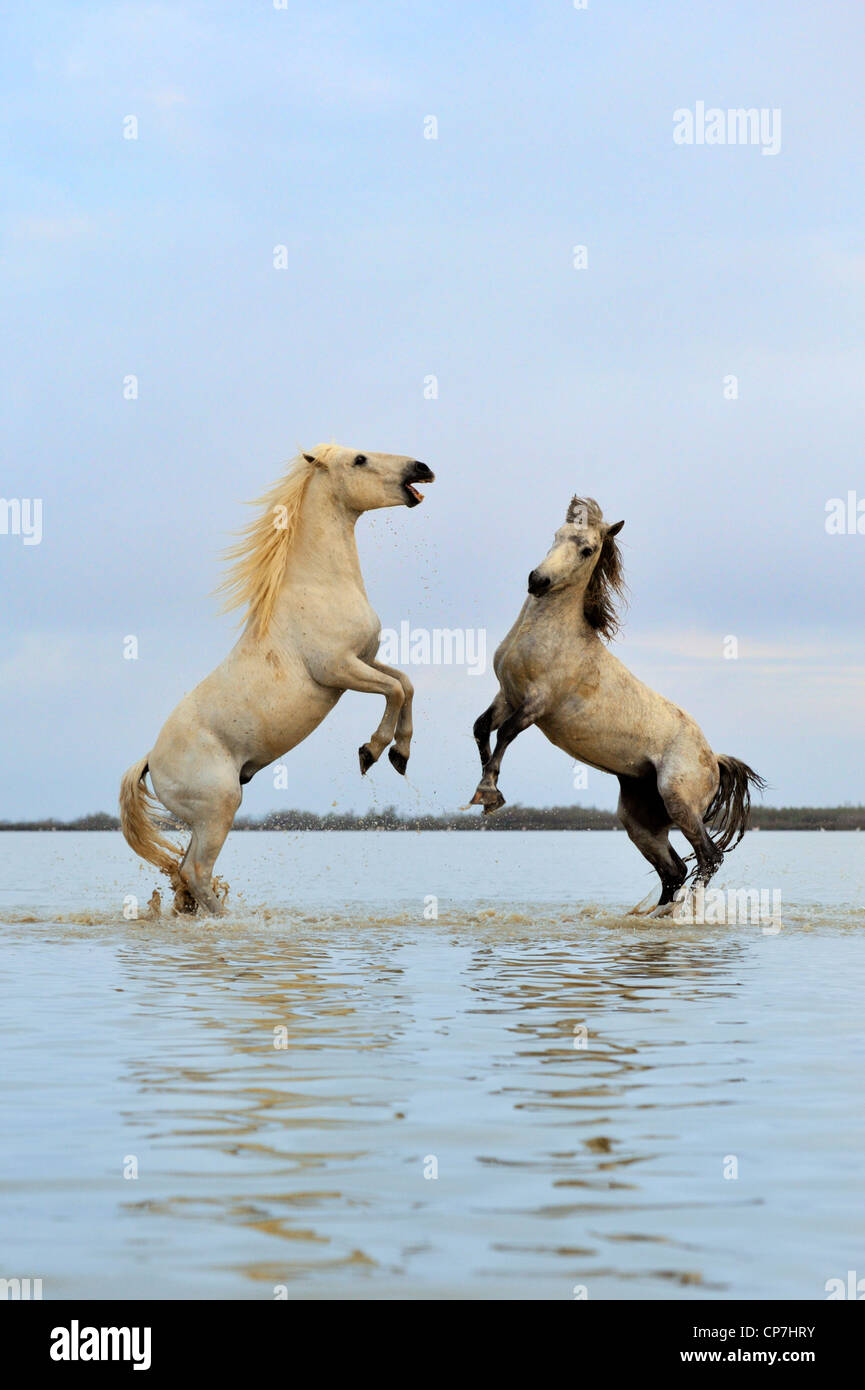 White horse in the Camargue, France Stock Photo