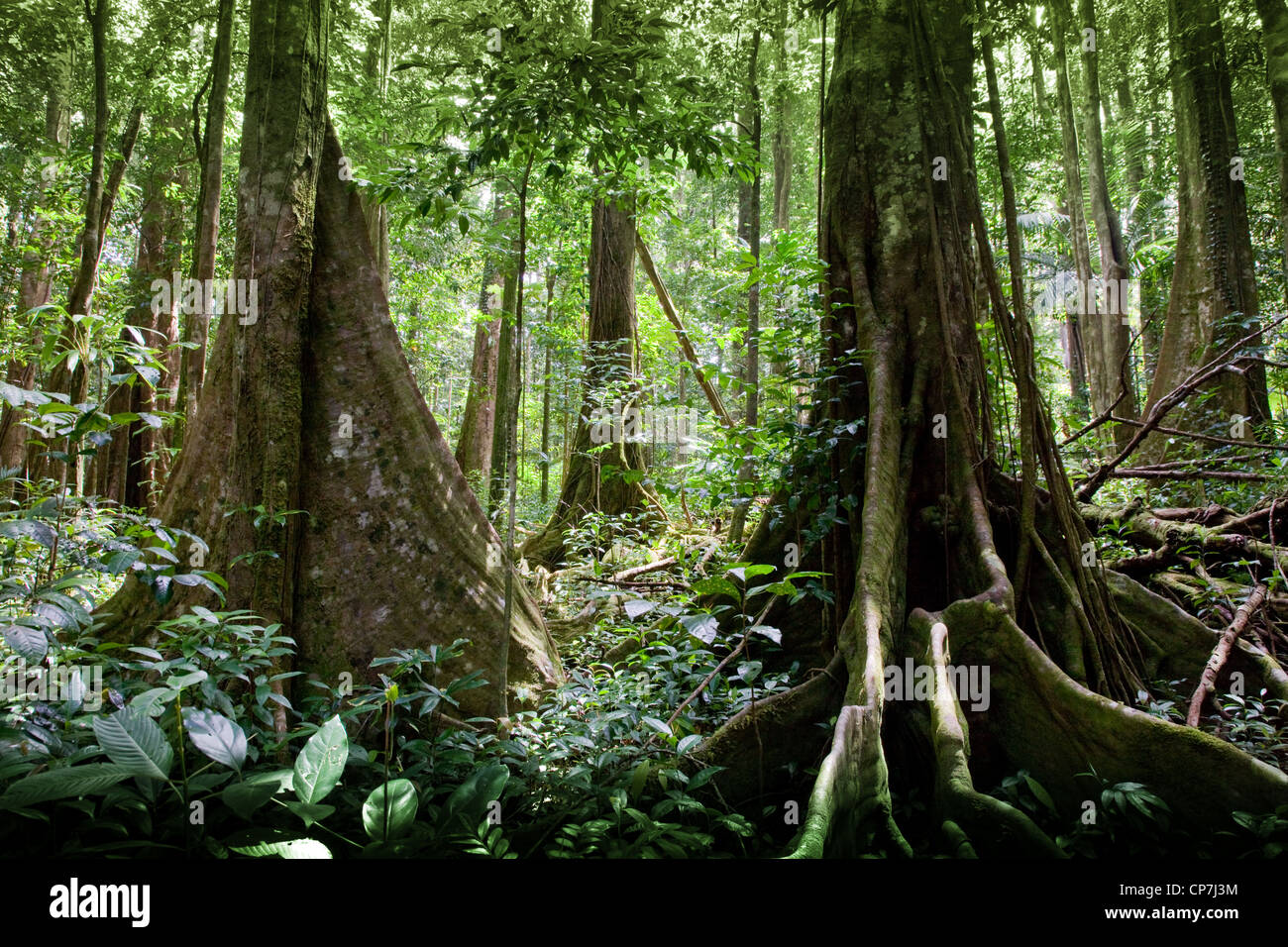 Buttress roots on primary rain forest trees on the Syndicate Trail on Morne Diablotins Dominica West Indies Stock Photo