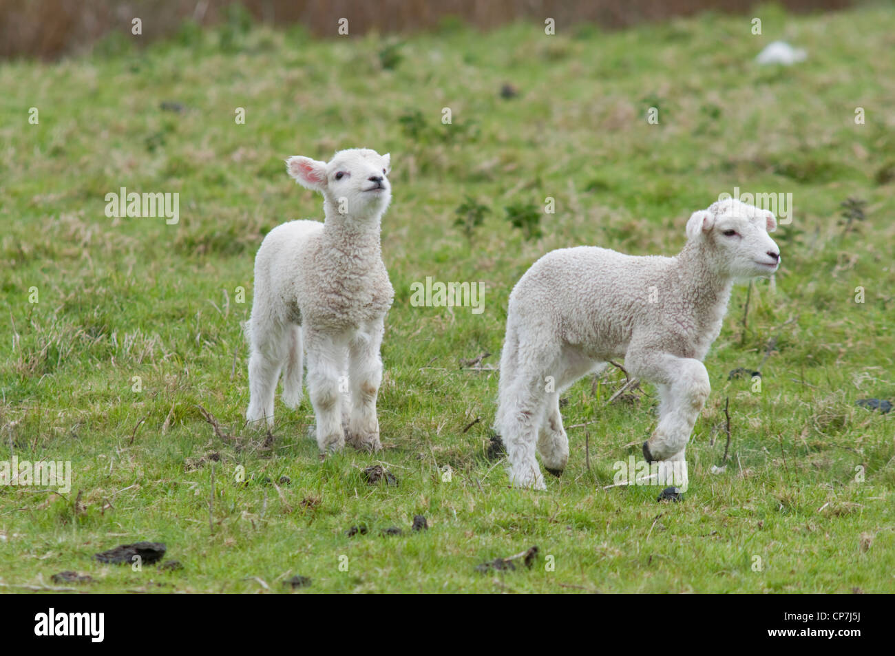 Lambs playing in field. Rye Sussex, UK Stock Photo