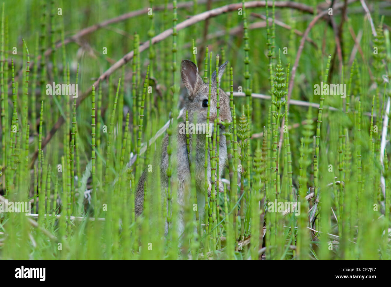 A young rabbit nibbles horsetails Dungeness RSPB, Kent, England, UK