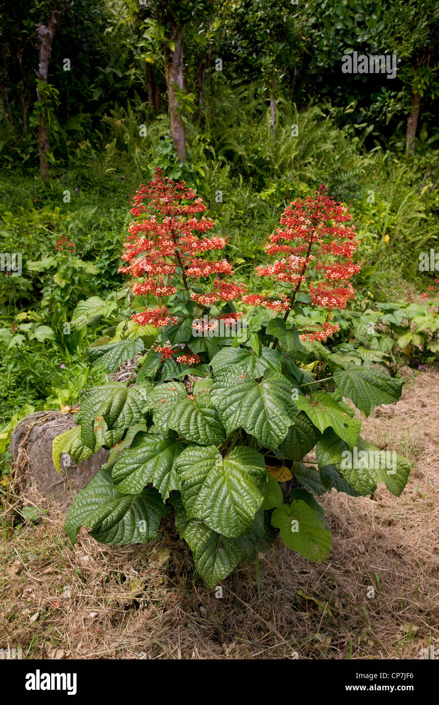 Large orange flowering plant by the roadside in Dominica West Indies Stock Photo