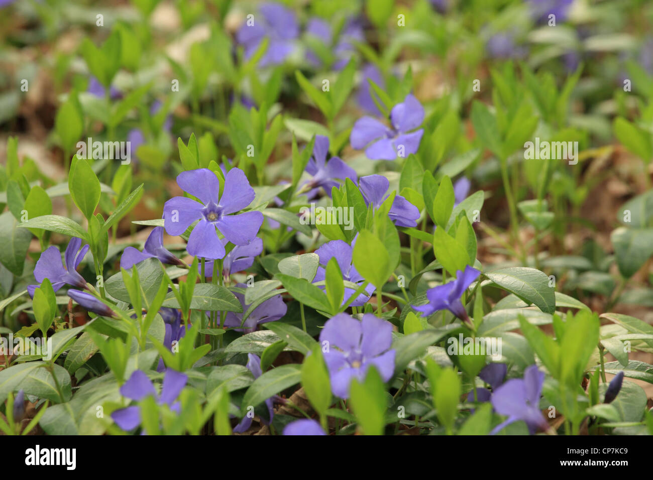 The blue flowers of Lesser periwinkle (Vinca minor) create a forest