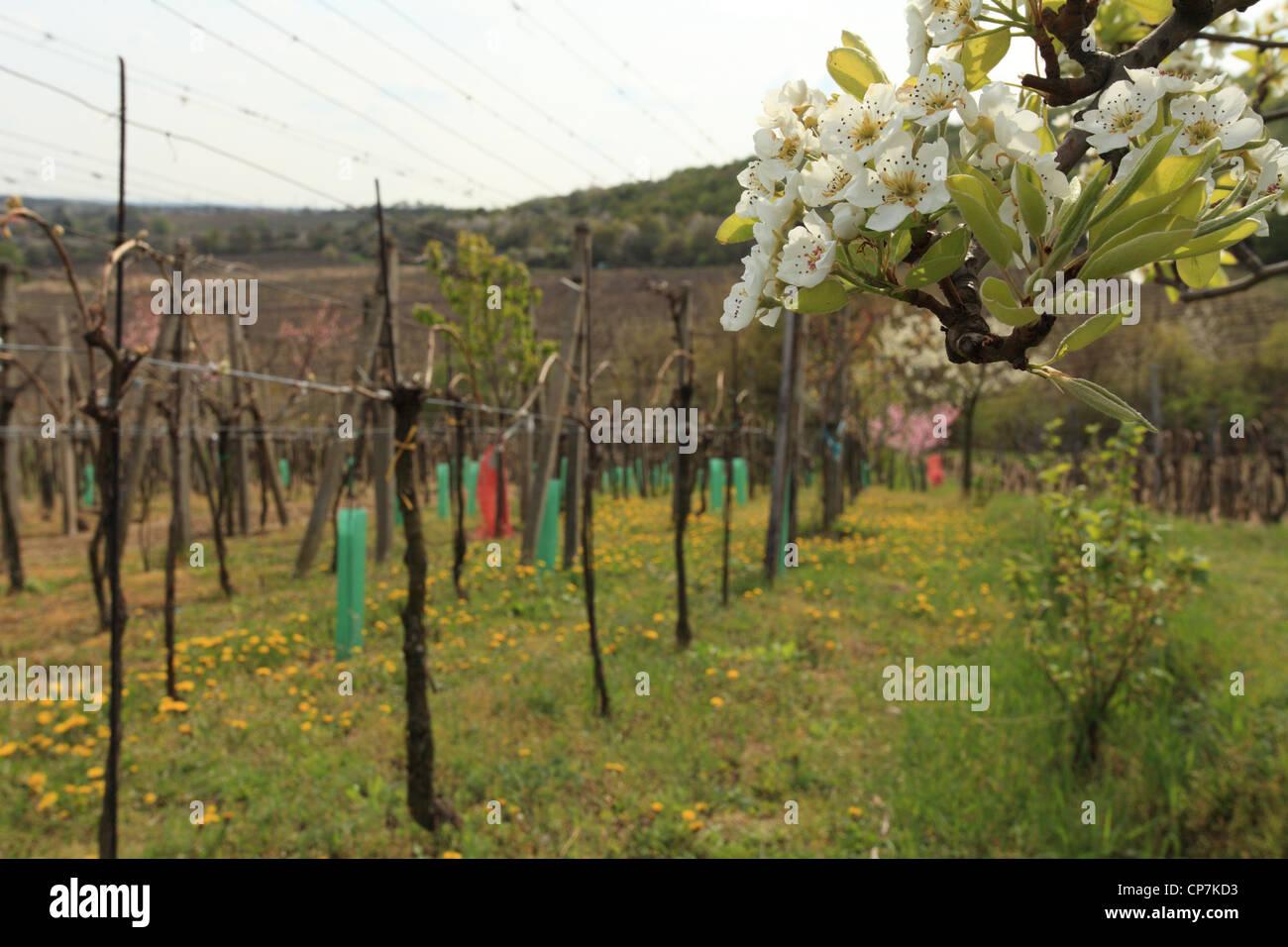 The white blossoms of a pear tree at the vineyards near Modra, Slovakia. Stock Photo